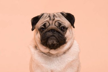 Mutlu Köpek gülüşü şeftali ya da krem rengi arka planda, Şirin Köpek yavrusu tatlı renkte mutluluk üretir, Safkan Köpek Konsepti 