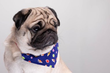 Sevimli köpek pug güler çok mutlu hisseder ve beyaz arka planda ciddi bir yüz yapar, safkan pug köpeği sağlıklı konsept