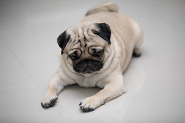 Mutlu köpek pug cins gülümseme ve yatak odasında uzanmak çok rahat ve ralax, sağlıklı safkan köpek