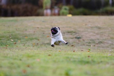 Parkta koşan sağlıklı köpek, yeşil çimlerde mutlu ve eğlenerek koşan köpek köpek etkinlikleri konsepti.