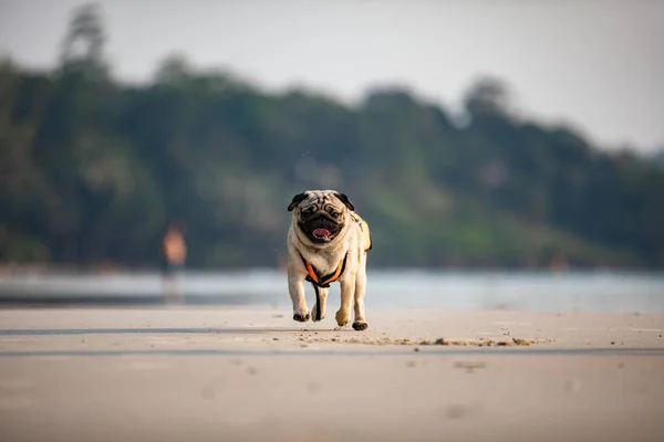 Hond Pug Ras Lopen Het Strand Met Zwemvest Leuk Gelukkig — Stockfoto