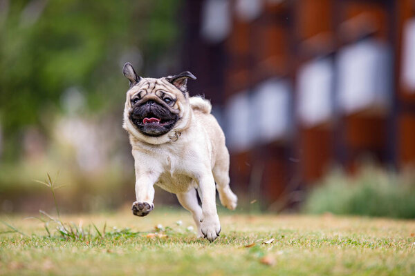 Pug dog running on green grass with happiness and having fun,Healthy dog running in park,Dog Activities Concept