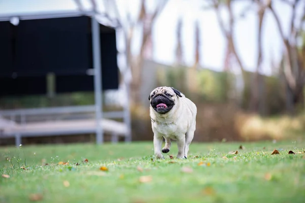 Anjing Pug Berlari Rumput Hijau Dengan Kebahagiaan Dan Bersenang Senang — Stok Foto