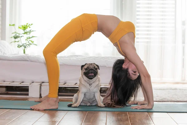 Женщина Практиковать Йогу Собакой Породы Мопса Наслаждаться Расслабиться Йогой Спальне — стоковое фото