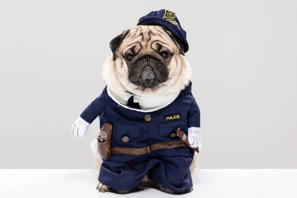 Roztomilý Policejní Pes Happy Dog Pug Plemeno Křídlo Policejní Uniforma — Stock fotografie