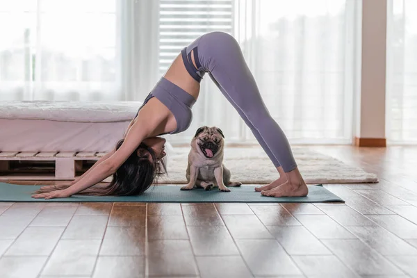 woman practice yoga Downward Facing dog or yoga Adho Mukha Svanasana pose to meditation and kissing her dog pug breed enjoy and relax with yoga in bedroom,Recreation with Dog Concept