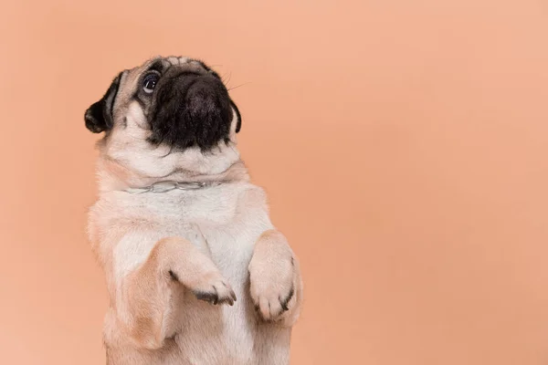 Happy Dog Glimlach Perzik Crème Kleur Achtergrond Leuke Puppy Pug — Stockfoto