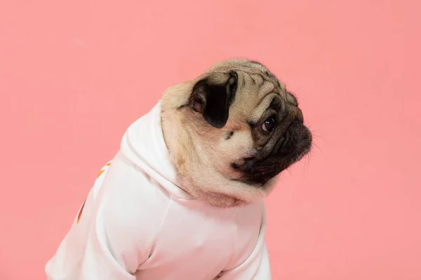 Sorriso Cão Feliz Fundo Rosa Bonito Filhote Cachorro Raça Felicidade — Fotografia de Stock