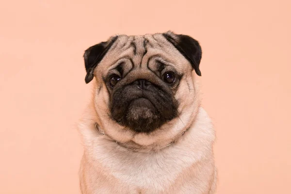 Happy Dog Χαμόγελο Ροδακινί Κρέμα Φόντο Χρώμα Χαριτωμένο Κουτάβι Pug — Φωτογραφία Αρχείου