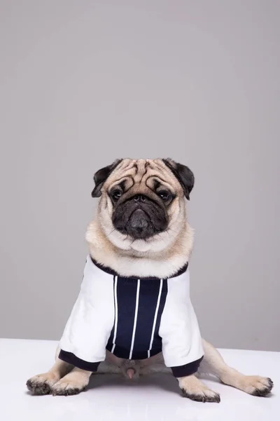 Cute Dog Pug Breed Standing Making Funny Serious Face Feeling — стоковое фото