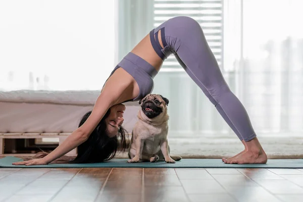 woman practice yoga Downward Facing dog or yoga Adho Mukha Svanasana pose to meditation and kissing her dog pug breed enjoy and relax with yoga in bedroom,Recreation with Dog Concept