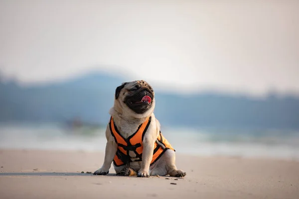 Ευτυχισμένο Σκυλί Pug Φυλή Φορώντας Σωσίβιο Και Κάθεται Στην Παραλία — Φωτογραφία Αρχείου