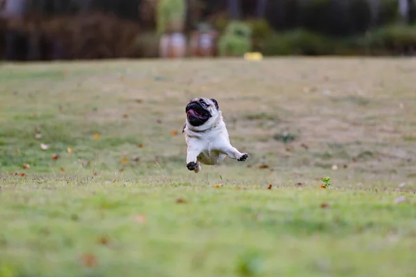 Cane Carlino Che Corre Sull Erba Verde Con Felicità Divertimento — Foto Stock