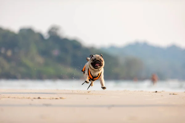 Pes Pug Plemeno Běží Pláži Záchrannou Vestou Tak Zábavné Štěstí — Stock fotografie