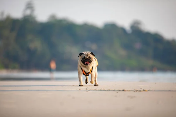Pies Mops Rasy Działa Plaży Kamizelki Ratunkowej Tak Zabawy Szczęścia — Zdjęcie stockowe