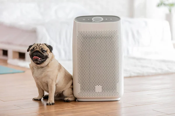Dog Pug Breed Air Purifier Cozy White Bed Room Filter Stock Image