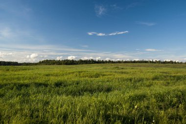 Yaz aylarında çiçek açması Rus alan