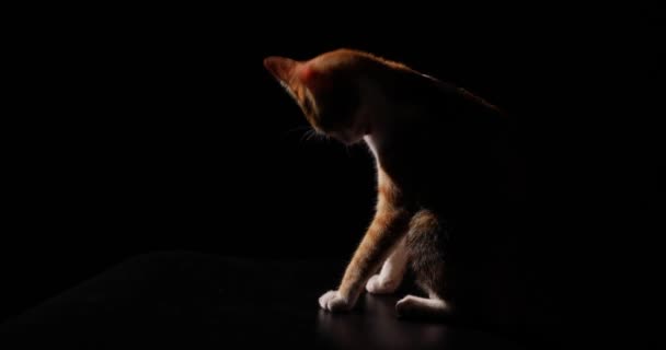 猫は暗闇の中で毛皮を舐め — ストック動画