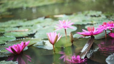 Gölün ortasında açan güzel pembe nilüfer çiçeği