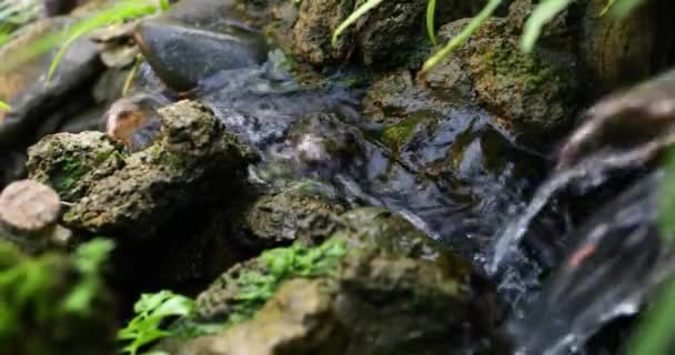 Water Stroomt Rotsspleten Klein Landschap Tuin Video — Stockvideo