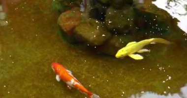 KOI balıkları gölde yüzer. Bahçede küçük bir manzara. Yapay akvaryum. 4K video