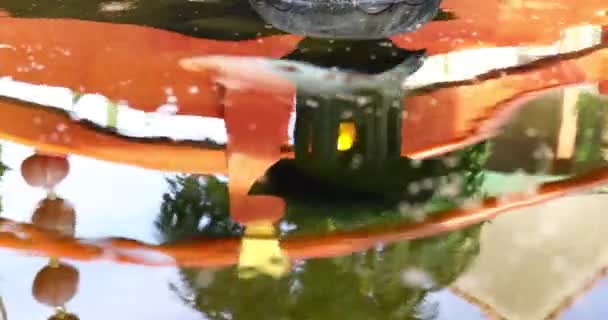 Lago Tranquilo Que Refleja Paisaje Circundante Imagen Del Espejo Vídeo — Vídeos de Stock