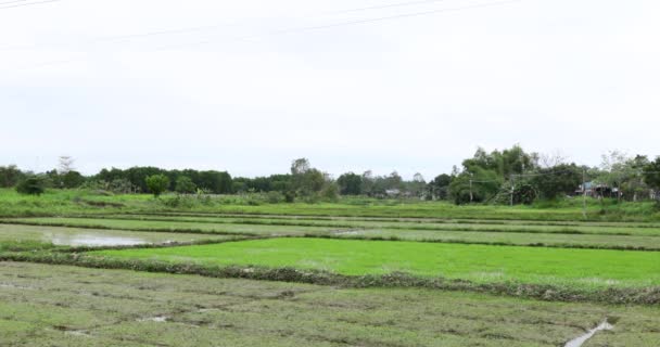 ベトナムの田んぼ 田んぼだ 穏やかな景色 田舎の穏やかな自然の風景 4Kビデオ — ストック動画