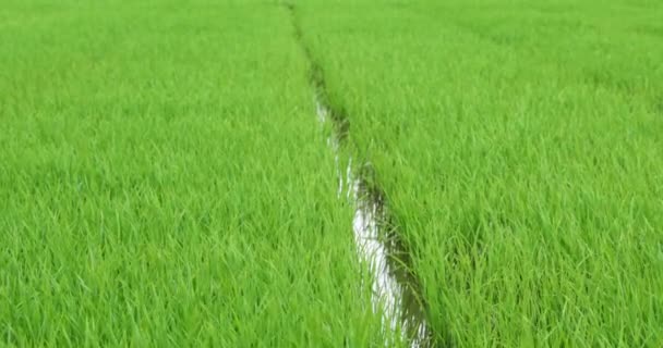 Pole Ryżowe Wietnamie Pola Ryżowe Spokojna Sceneria Spokojne Krajobrazy Przyrodnicze — Wideo stockowe
