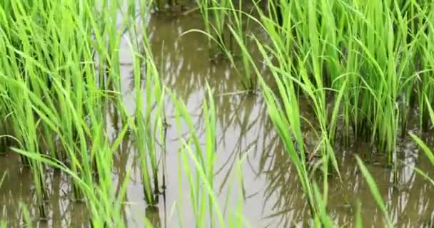 Κοντινό Πλάνο Του Ρυζιού Στο Βιετνάμ — Αρχείο Βίντεο