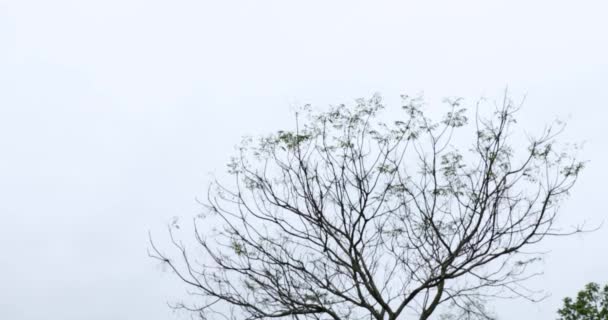 新的枝条在春天发芽 树枝映衬在天空上 夜晚宁静的风景 乡村宁静的自然景观 4K视频 — 图库视频影像