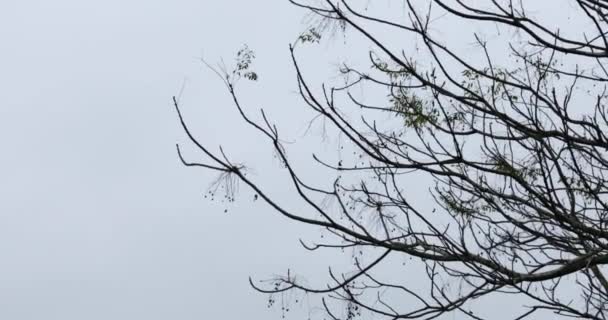 봄에는 새로운 가지들이 돋아나고 가지들 하늘을 윤곽을 드러냈습니다 저녁에는 풍경이 — 비디오