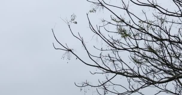 De nouvelles branches germent au printemps. branches d'arbre silhouette contre le ciel. Paysage paisible dans la soirée. Paysage naturel paisible dans la campagne. Vidéo 4K 