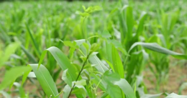 Campo Milho Vietname Paisagem Natural Pacífica Campo Vídeo — Vídeo de Stock