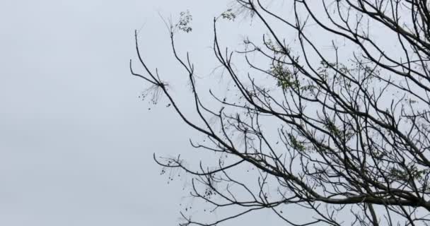 Wiosną Rosną Nowe Gałęzie Drzewo Gałęzi Sylwetki Niebie Spokojne Krajobrazy — Wideo stockowe