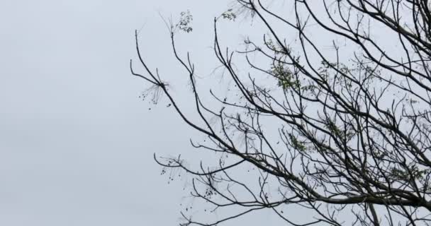 De nouvelles branches germent au printemps. branches d'arbre silhouette contre le ciel. Paysage paisible dans la soirée. Paysage naturel paisible dans la campagne. Vidéo 4K 