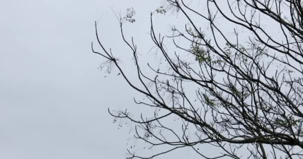 Novos Ramos Estão Brotando Primavera Ramos Árvores Silhuetas Contra Céu — Vídeo de Stock