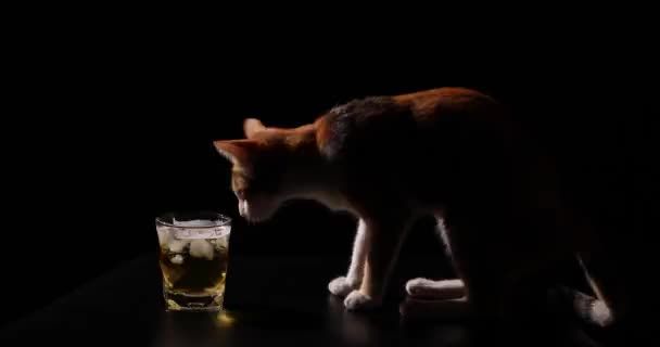 猫和啤酒杯子 这只猫不喝啤酒 只是舔他美丽的毛皮 — 图库视频影像