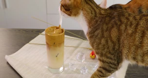 Dos Gatos Encantadores Están Jugando Con Una Taza Café — Vídeo de stock