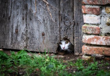 Güzel ama korkmuş bir kedi bir kapının arkasına saklanmış ve kimin geleceğini izliyor.