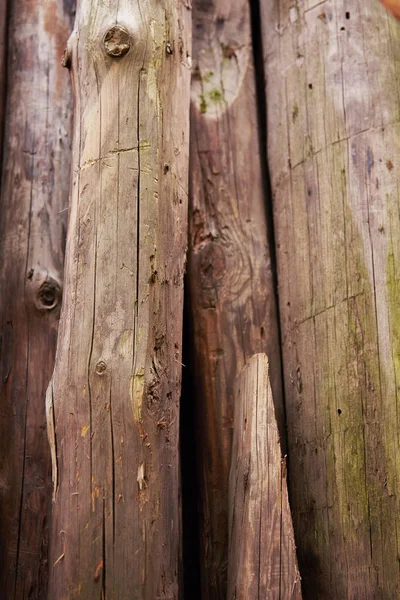 Vecchi Tronchi Quercia Piedi Crepe Graffi Sul Tronco — Foto Stock