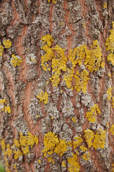 Ağaç kabuğu ve yosun. Eski kabuğun ahşap yapısı