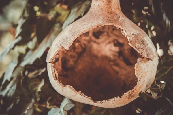 Dry Pumpkin Bottle Hanging Rope Day Village Old Pumpkin Hole — Stock Photo, Image