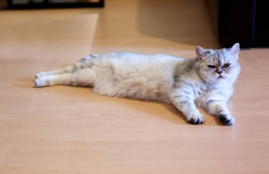 Gri bir kedi evdeki bir odada yerde yatıyor. Kedi önüne bakıyor..