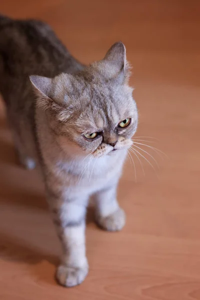 Harmaa Kissa Seisoo Lattialla Huoneessa Talossa Kissa Katsoo Hänen Eteensä — kuvapankkivalokuva