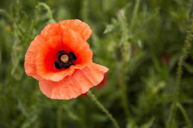 Kırmızı bir gelincik yaprak yeşil bir zemin karşısında gelincik tarlasında tek başına çiçek açtı. Metin için yeri olan yatay makro fotoğraf arkaplanı