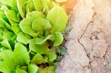 Çiftlik yatağında taze yeşil salata. Sebze, organik, yatay arka plan. Bahçedeki marul yapraklarının yakın çekimi, baharda yerdeki yeşil marul.