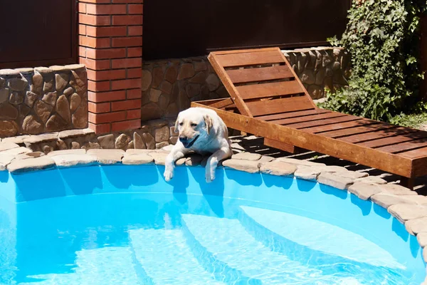 Açık mavi suyu olan büyük bir havuzda büyük bir Labrador köpeği. Sıcak bir yaz gününde evde güzel bir tatil, kenarında dekoratif taşlar olan derin bir havuz, suya bakan bir köpek..