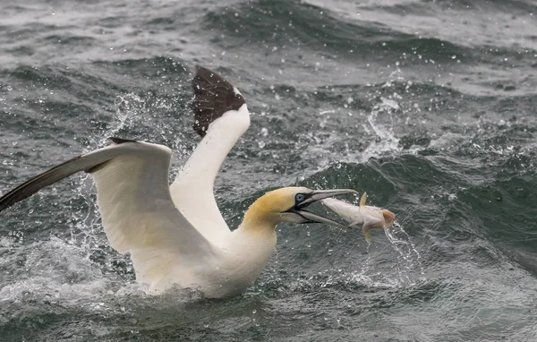 Gannet — Stok fotoğraf