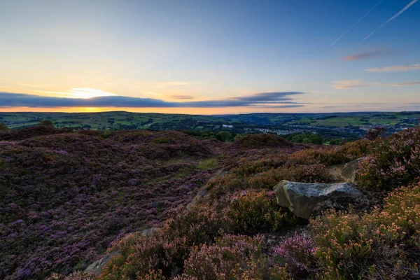 Heather in bloom at sunset — Stock Photo, Image