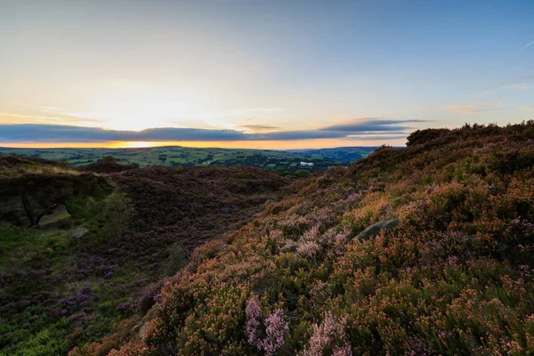 Heather em flor ao pôr do sol — Fotografia de Stock